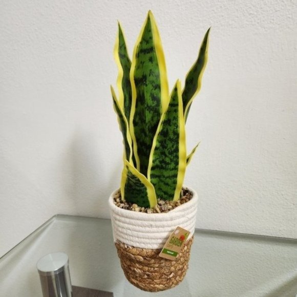 Garden Party Artificial Plant with brown/white Woven Basket - Picture 5 of 7